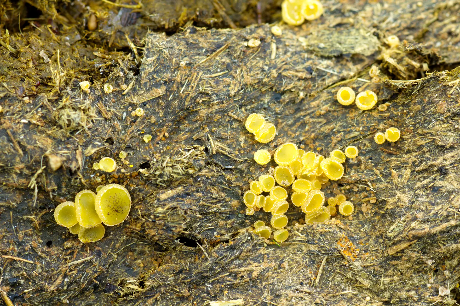 ASCOBOLUS fungi