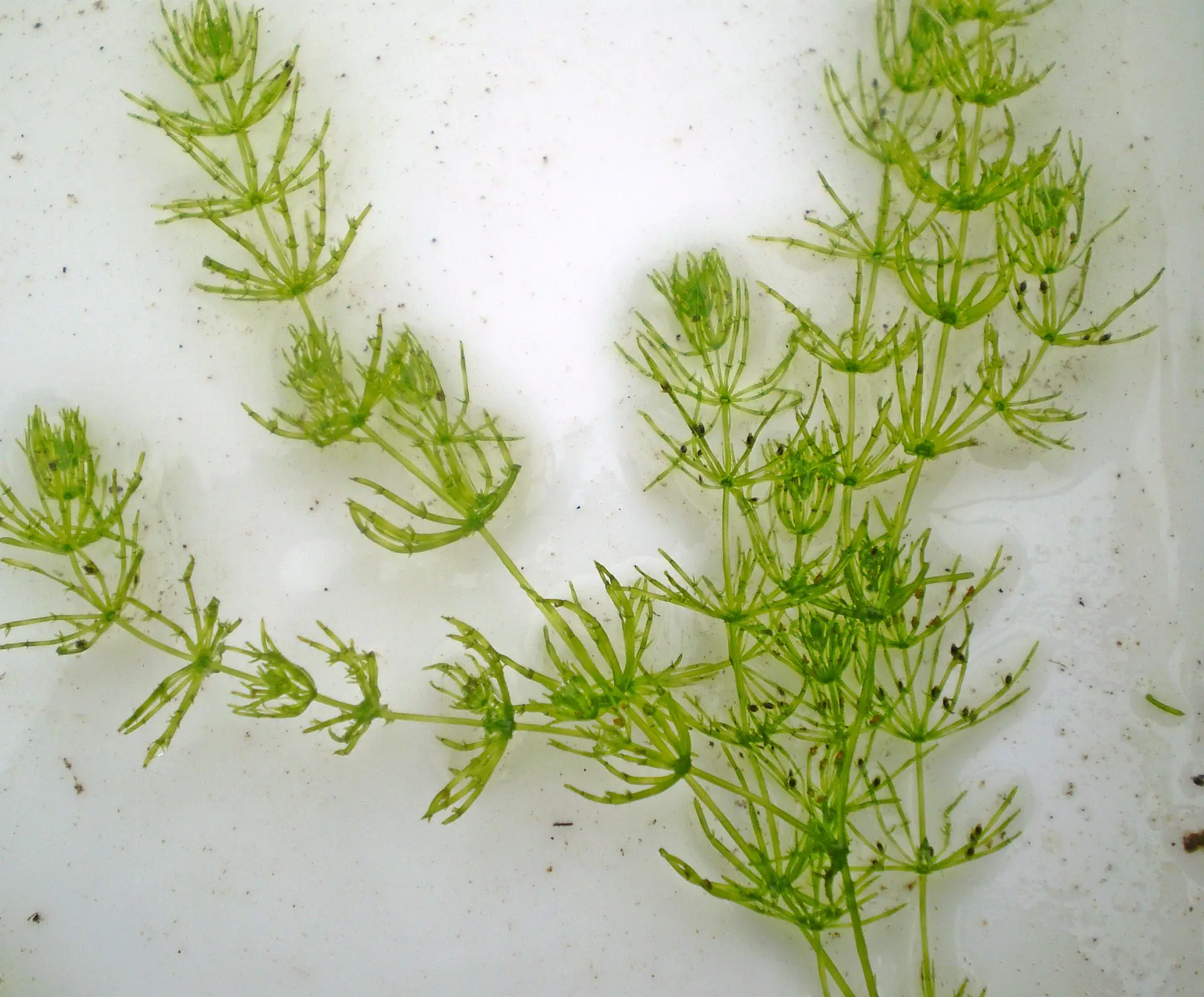 CHARA (STONE-WORT)​ Algae