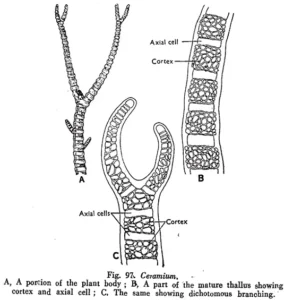 Ceramium. An axis with antheridia or spermatangia.