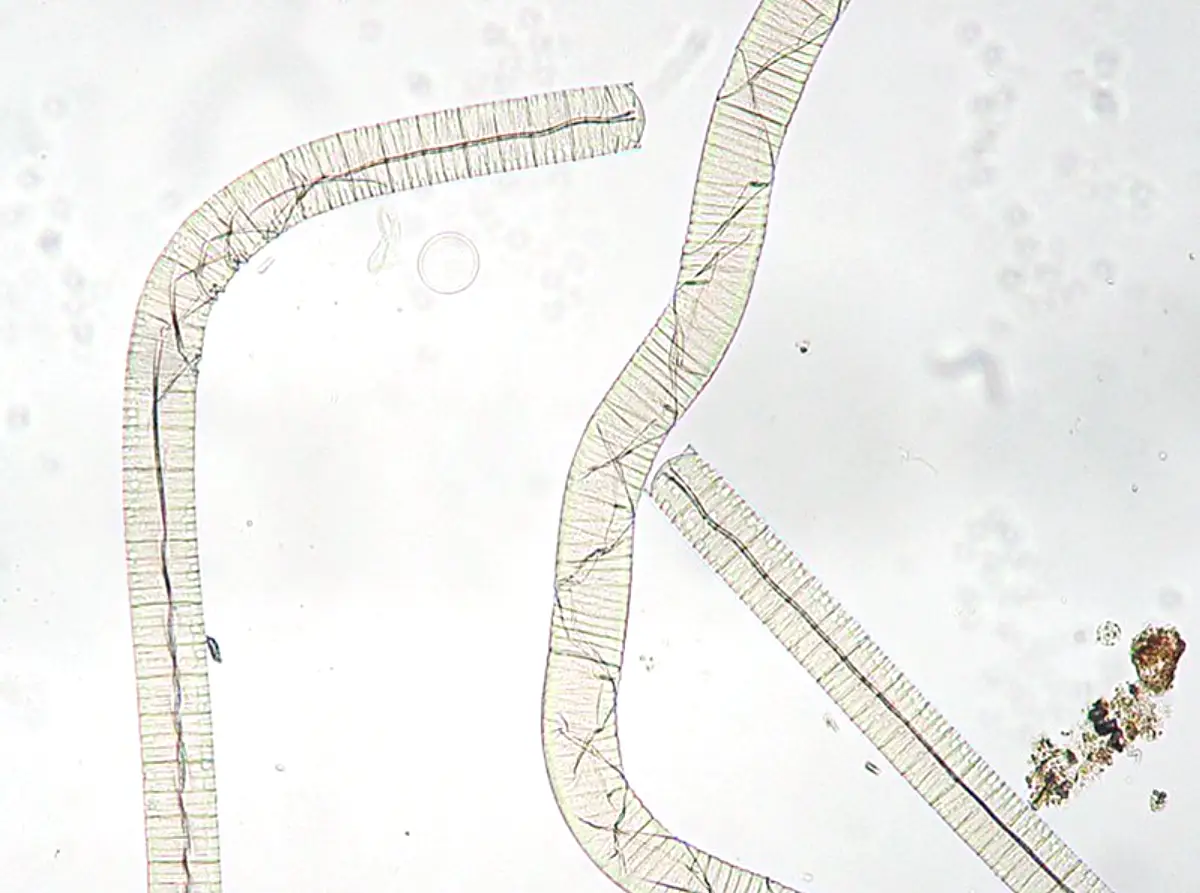 OSCILLATORIA Algae