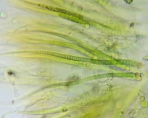 Rivularia algae