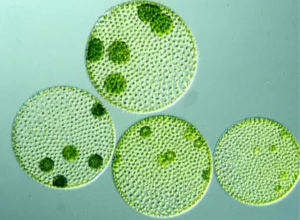 Volvox algae